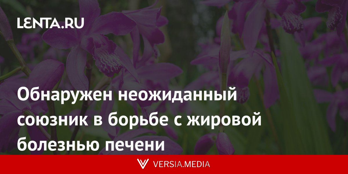 Обнаружен неожиданный союзник в борьбе с жировой болезнью печени